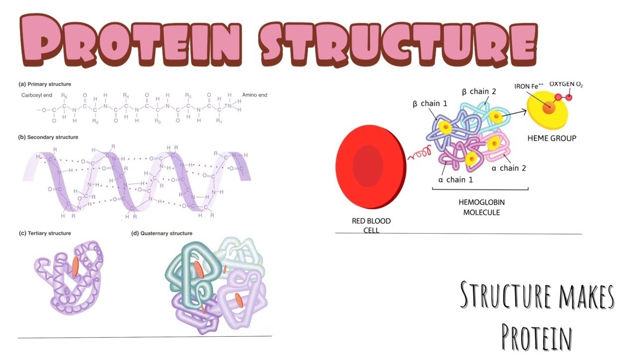 Protein Structure(Primary, Secondary, Tertiary and Quaternary) - YouTube