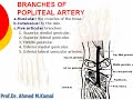 0098 branches of popliteal artery