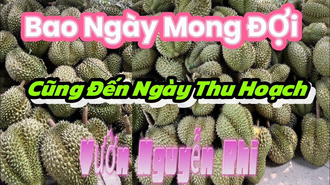 TẬP 217. BAO NGÀY MONG ĐỢI CŨNG ĐẾN NGÀY THU HOẠCH VƯỜN NGUYỄN PHI
