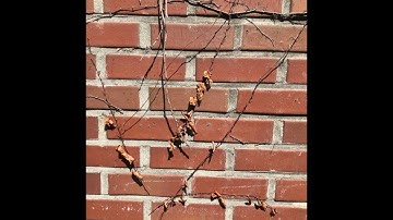 Webern  Slow movement for String Quartet (1905) ( quartetto italiano )