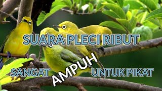 SUARA PLECI RIBUT AMPUH UNTUK PIKAT