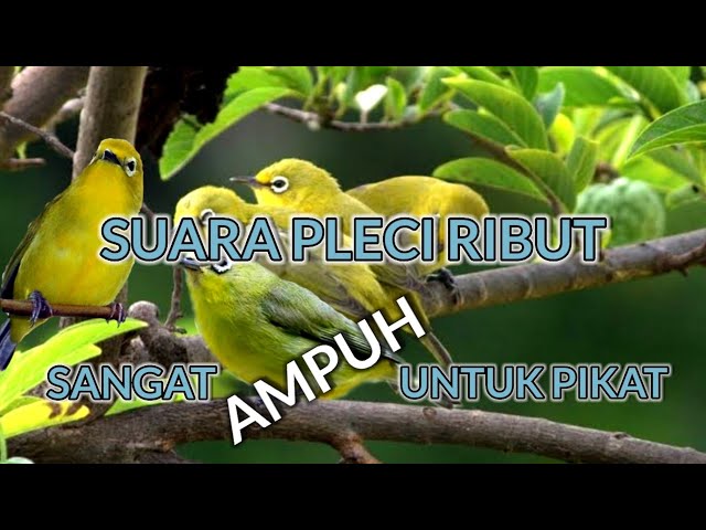 SUARA PLECI RIBUT AMPUH UNTUK PIKAT class=