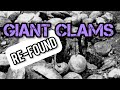 Uncovering the giant 11 ft circumference clams found in the  andes mountains