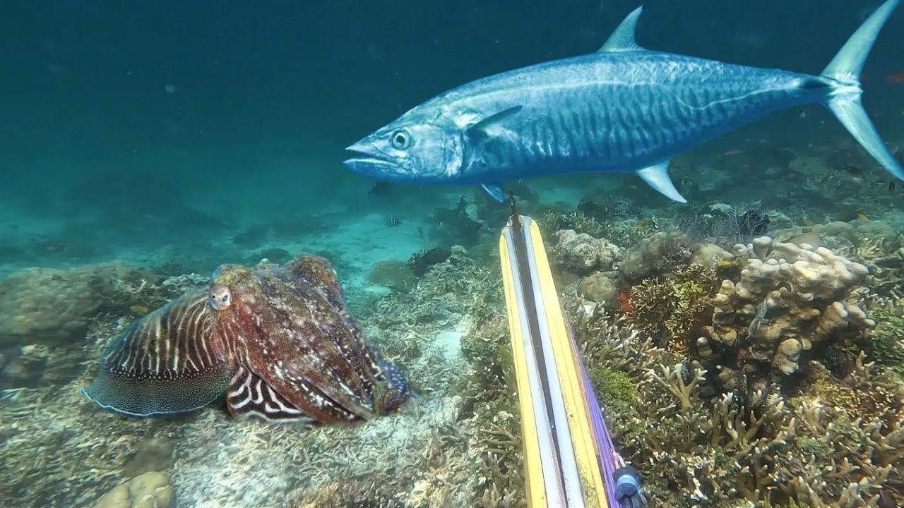 Berburu Ikan Dan Pertama Kalinya Saya Bertemu Dengan Ikan Tenggiri Di Spot Ini