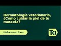 Cuidados dermatológicos para tus mascotas | Mañanas en Casa | Teleantioquia