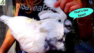 HOW TO HELP YOUR PARROT WITH PIN FEATHERS! (So Satisfying to Watch)