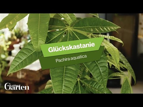 Glckskastanie: Tipps zur Pflanzung und Pflege - YouTube