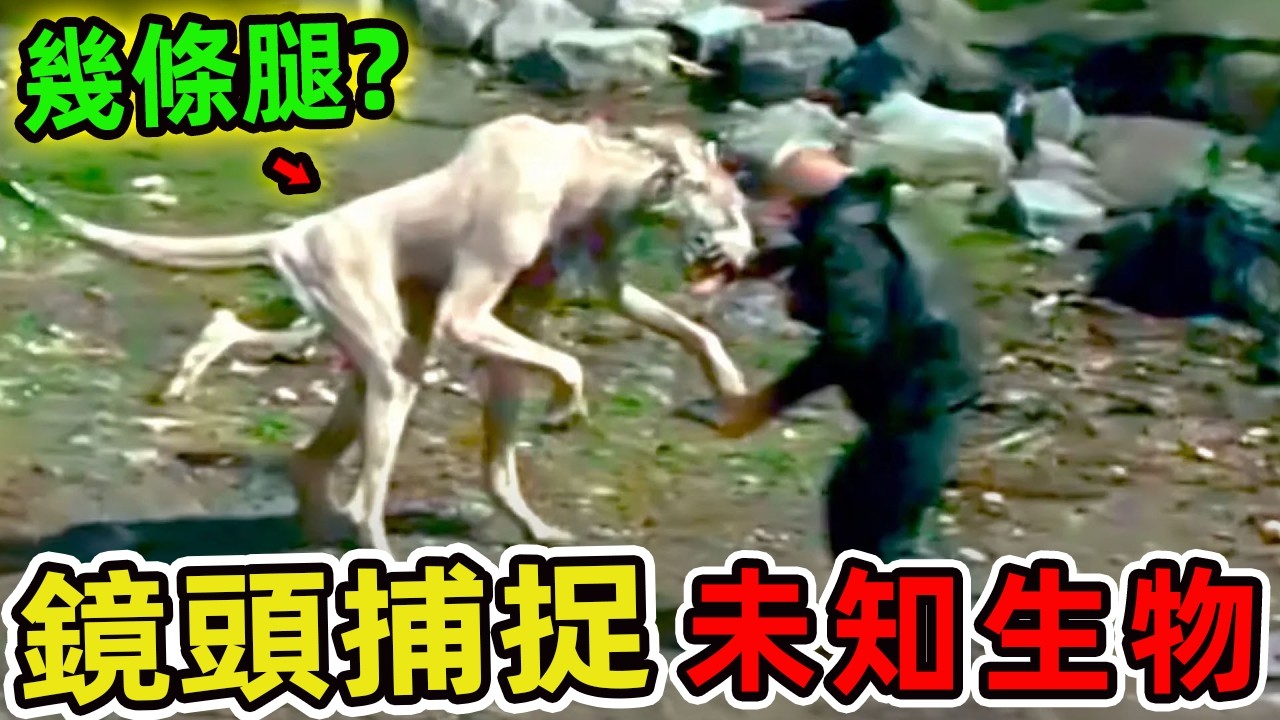 鏡頭捕捉到的十個至今無人能解的未知生物：科學無法解釋的恐怖真相！第一名讓專家都沉默了，99%的人看完不敢獨自進森林。|世界印象 #世界之最 #出類拔萃 #腦洞大開 #top10 #未知生物 #驚人事實