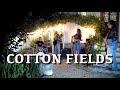 Cotton fields  creedence clearwater revival full cover with dominique cotten