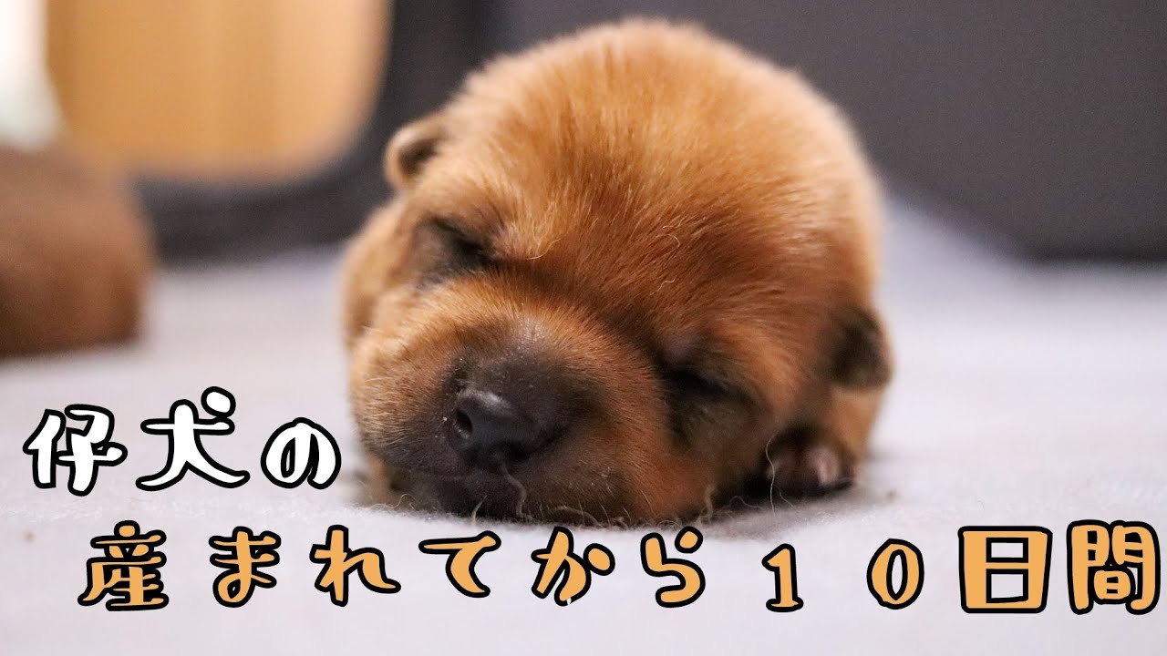 生後0日～10日間の仔犬たち【美濃柴犬】