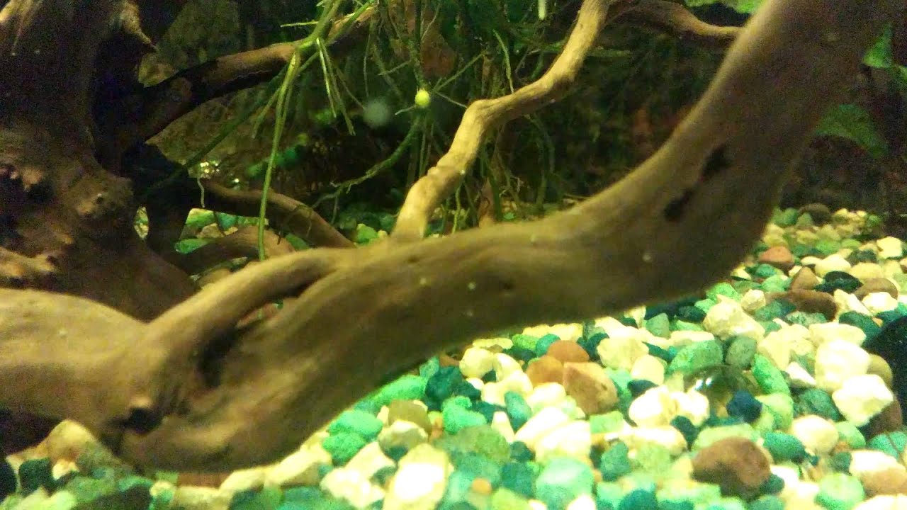 Wood mites aquarium YouTube