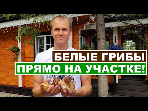 Белые грибы на даче! Как вырастить много благородных грибов на своём участке?