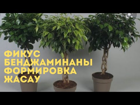 Бейне: Өрілген гибискус күтімі - өрілген гибискус ағашын қалай қалыптастыруға болады