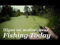 Способы ловли щуки по "Жабовникам" - Fishing Today