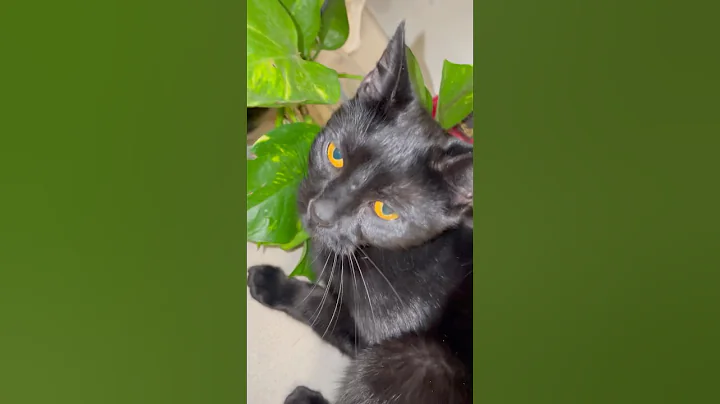 Video 10448931: bombay cat, kitty love, little cat