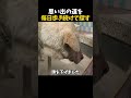 おばあちゃんとの道を毎日歩き続けたワンコ