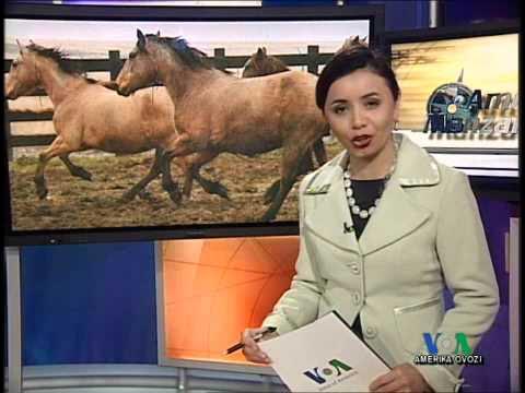 Bokira qizlarning jinsiy aloqasini buzish