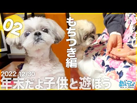 【2022.12/30】年末だよ子供と戯れようシーズー犬てんぽvol.02【もちつき編】