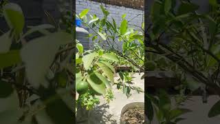 Harvesting fresh organic vegetables and fruits in home terrace garden Organic farming ☘️☘️🪴🪴