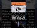 China to send Giant  pandas to Atlanta #geopolitics #breakingnews #youtubeshorts #chinanews #panda