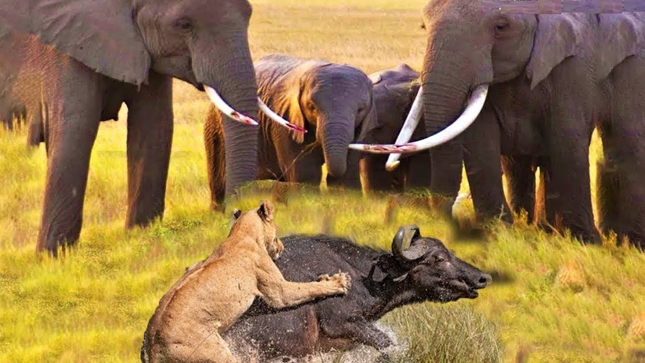 Elephants are big cats. Кто сильнее слон или медведь. Elephants vs Лев.