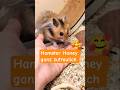 Zahmer süßer Teddyhamster Honey liebt Haferflocken 🐹😋 #cutepets #syrianhamster #hamsterlife #pets