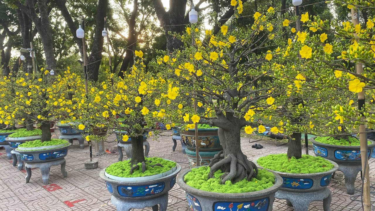 Mai vàng khoe sắc(chiều 27AL) - Công viên Gia Định