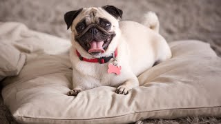 A Brief History of the Adorable Pug Breed