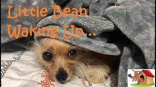 Adorable Puppy Dog Morning Routine | Cute Chorkie Waking Up | Chihuahua Yorkie Adventures