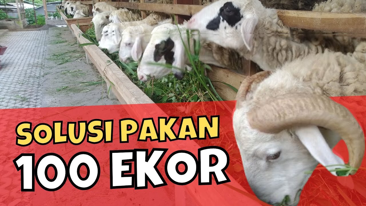 Rahasia Sukses Ternak Domba Modal Kecil Untung Besar