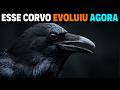 🚨 EXPLICAMOS porque o Corvo &Eacute; O ANIMAL MAIS INTELIGENTE do mundo