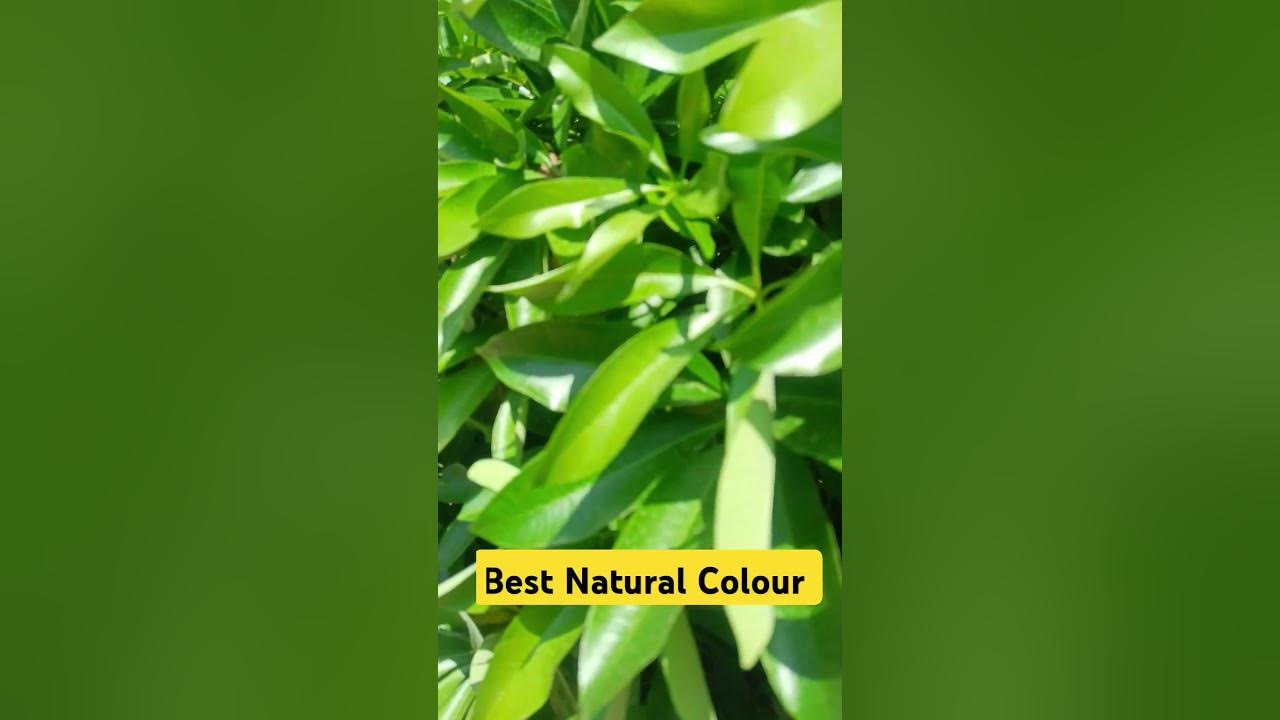 oyo Oyo#viralvideo#nature #folksong #youtubeshorts#song#love#song#ytshorts#youtube#yt#shortvideo oyo Oyo#viralvideo#nature #folksong #youtubeshorts#song#love#song#ytshorts#youtube#yt#shortvideo