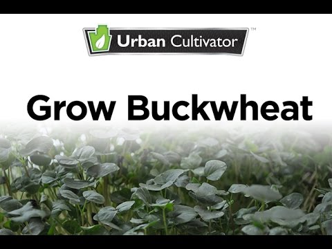 How to Grow Buckwheat Indoors | Urban Cultivator