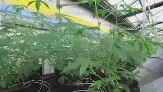 Panel recommends adding anxiety, autism to list of qualifying conditions for medical marijuana
