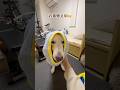 パジャマは自分で選ぶ大型犬【ホワイトシェパード】　#shorts