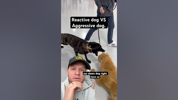 Whats the difference between a reactive dog and a aggressive dog?