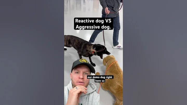 Whats the difference between a reactive dog and a aggressive dog?
