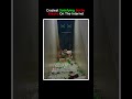 Craziest Satisfying Bottle Breaks On The Internet #shorts