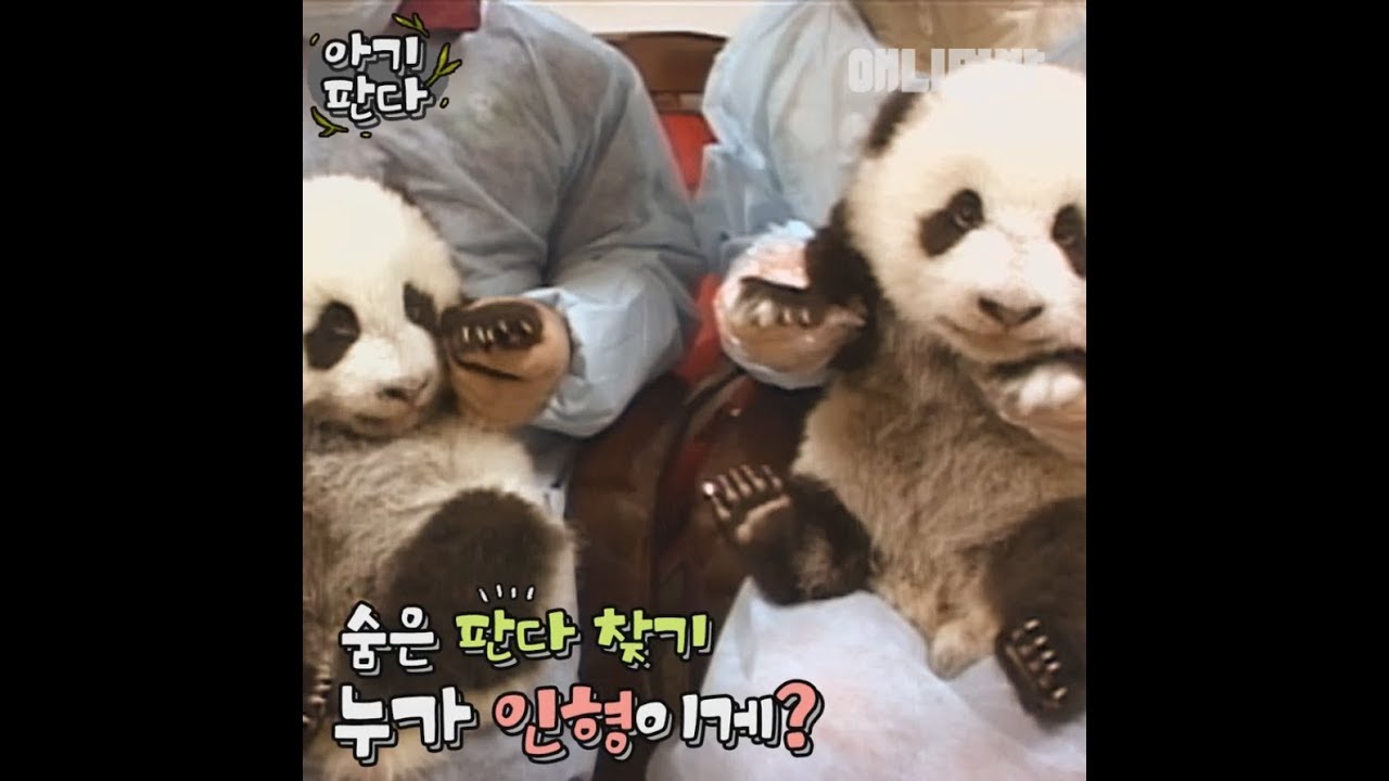 애니멀봐 사모예드 Cute little pandas (A panda giving birth)
