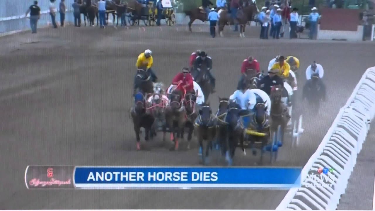 2nd horse killed in the 2015 Calgary Stampede 7/7/2015 YouTube