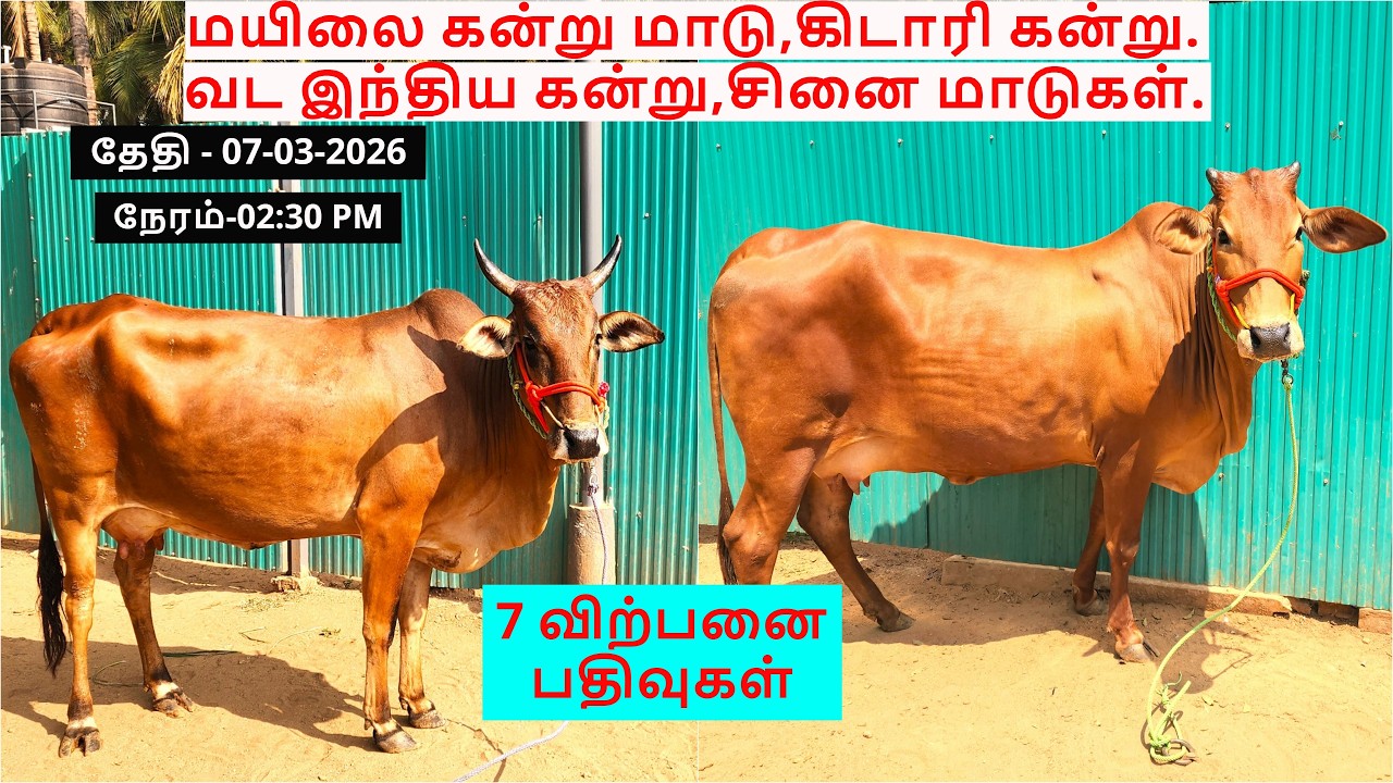 7-விற்பனை பதிவுகள்.மயிலை கன்று மாடு,கிடாரி கன்று.வட இந்திய கன்று,சினை மாடுகள்.