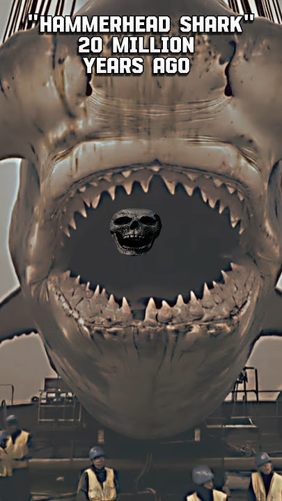 MEGALODON VS SHARKS AGE COMPARISON, HAMMERHEAD, BASKING ETC,#prehistoric #dino #shorts