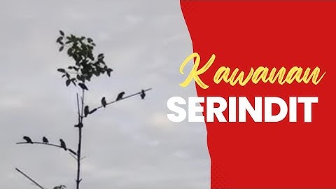 Pikat Serindit, diserang kawanan serindit | Bulungan KU
