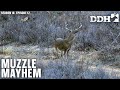 Muzzleloader mayhem  deer  deer hunting tv