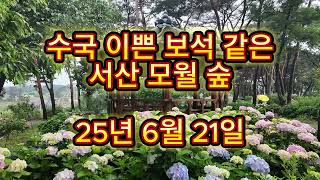 서산 수국 명소 모월숲6/21일 #서사수국 #서산가볼만한곳 #서산여행 #모월숲