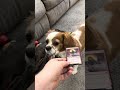 Obi picks good card or bad card?? Did he get it right? 🐶 #MTG #MagicTheGathering #MTGCommunity #EDH