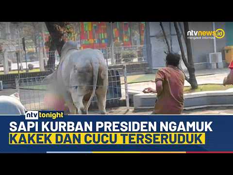 [LIVE] Sapi Kurban Prabowo Ngamuk di Masjid Al Akbar Surabaya | NTV TONIGHT