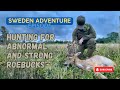 Sweden Adventure Episode Hunting for abnormal and strong roebucks