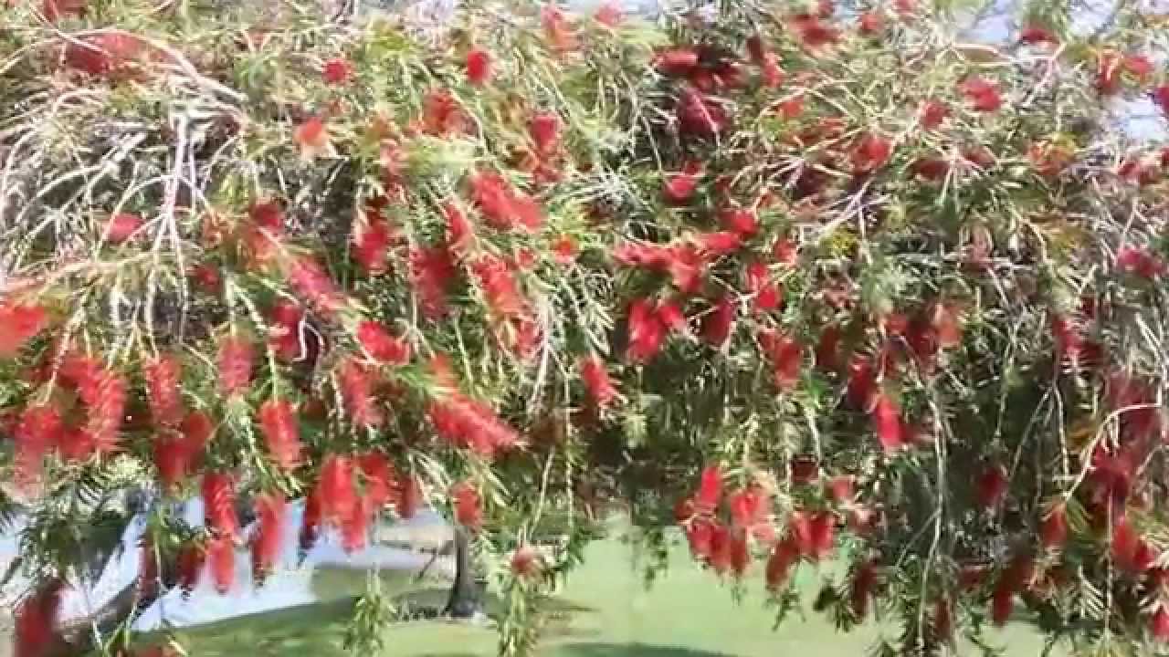 Beautiful Bottle Brush Tree. HD YouTube