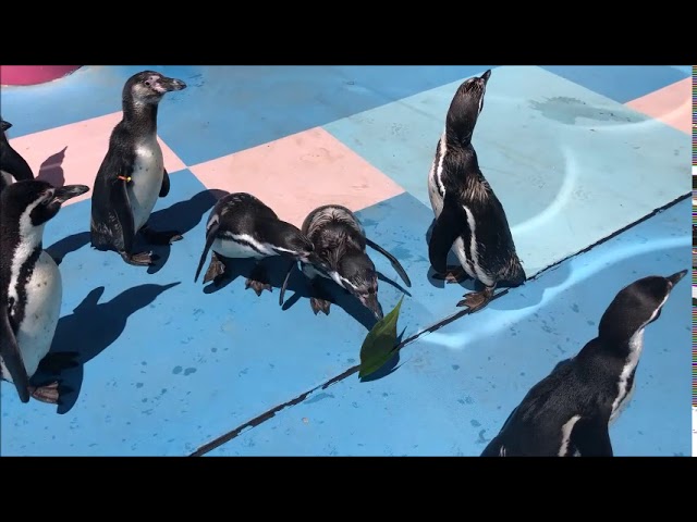 Penguin] Penguin trying to take a leaf home / God version (Ise Sea